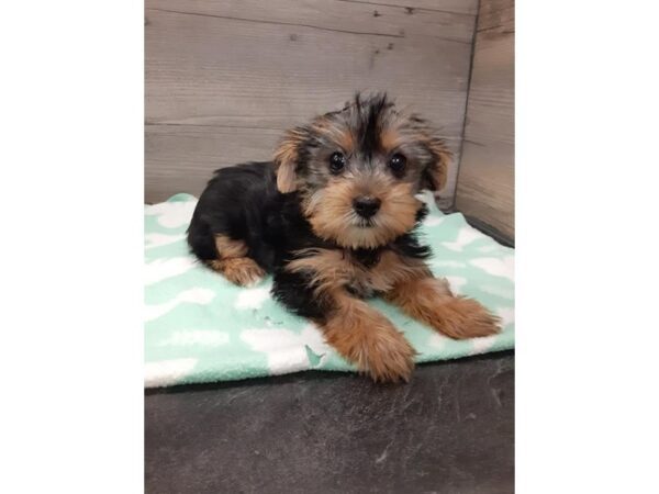 [#20119] Black / Tan Female Yorkshire Terrier Puppies for Sale