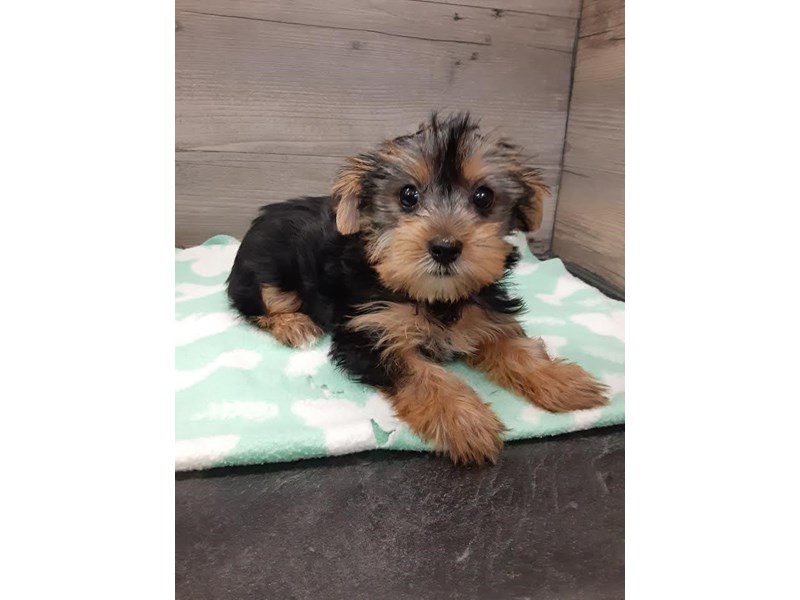 Yorkshire Terrier - 20119 Image #1