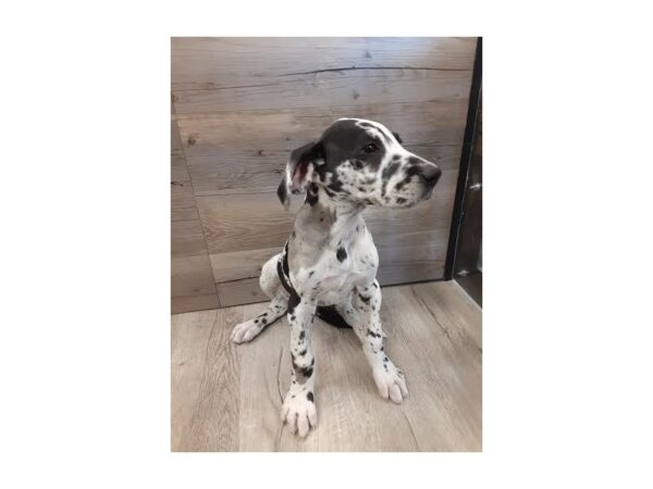 [#20126] Harlequin Female Great Dane Puppies for Sale