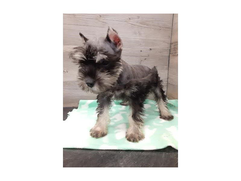 Miniature Schnauzer - 20128 Image #1