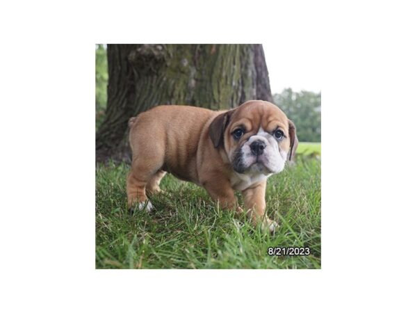 [#20135] Red / White Female Bulldog/ Olde English Bull Puppies for Sale