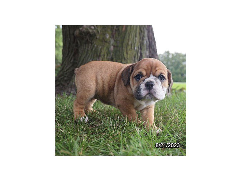 Bulldog/ Olde English Bull - 20135 Image #1