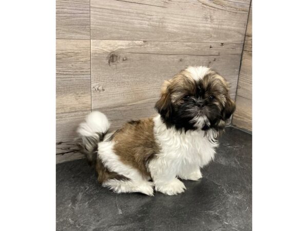 [#20132] Sable / White Male Shih Tzu Puppies for Sale
