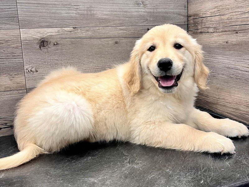 Golden Retriever - 20138 Image #1