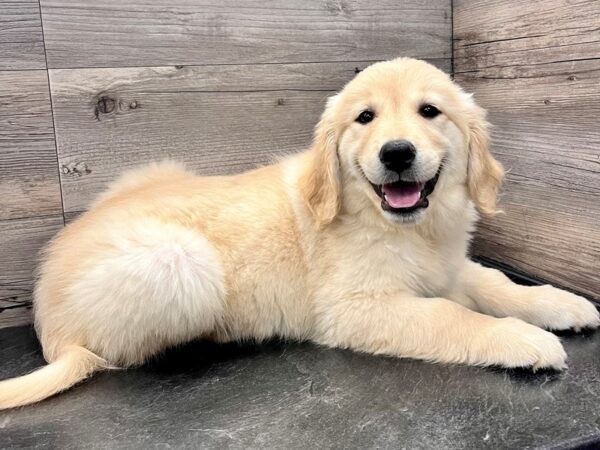 [#20138] Cream Female Golden Retriever Puppies for Sale