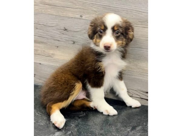 [#20134] Red Male Miniature Australian Shepherd Puppies for Sale
