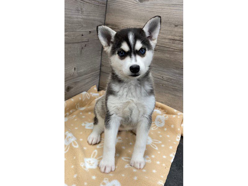 Alaskan Klee Kai - 20140 Image #1