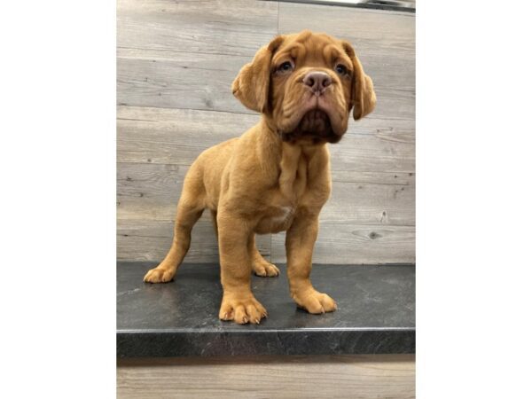 [#20133] Red Male Dogue De Bordeaux Puppies for Sale