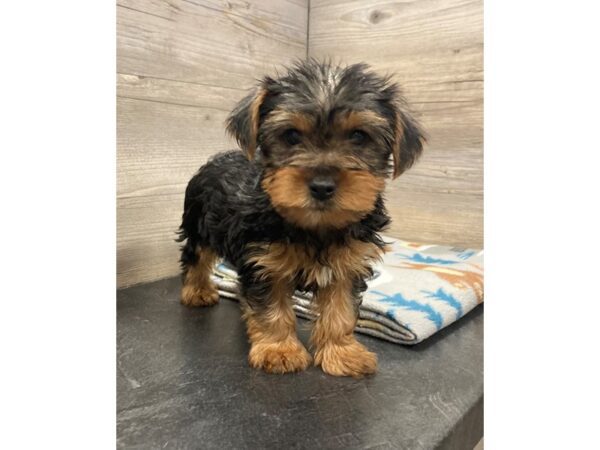 [#20143] Black and Tan Male Yorkshire Terrier Puppies for Sale