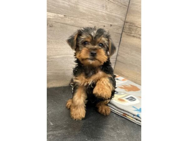 [#20141] Black and Tan Male Yorkshire Terrier Puppies for Sale