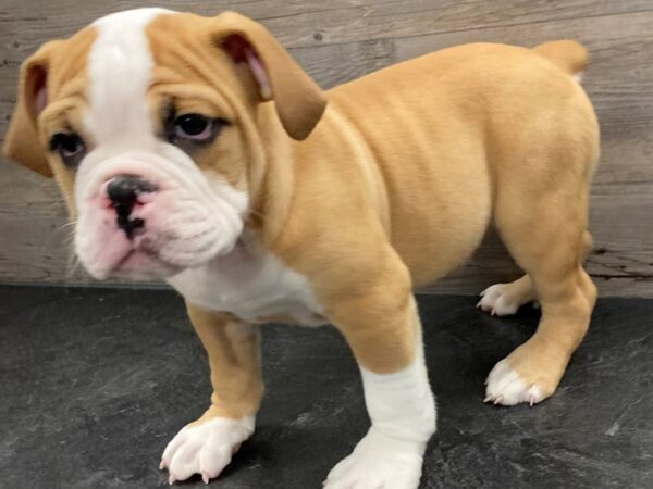 [#20136] Red / White Male Bulldog/ Olde English Bull Puppies for Sale