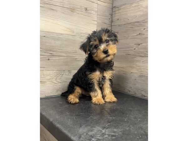 [#20142] Black and Tan Male Yorkshire Terrier Puppies for Sale