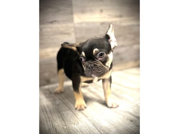 [#20129] Chocolate / Tan Female French Bulldog Puppies for Sale