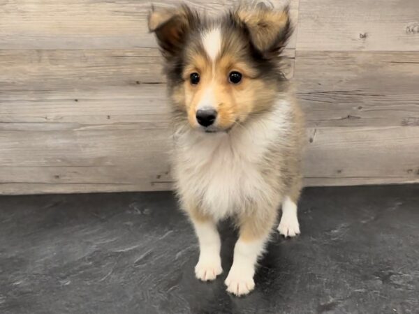 [#20148] Sable / White Male Shetland Sheepdog Puppies for Sale