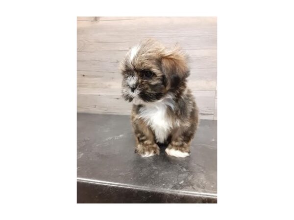 [#20161] Gold Female Lhasa Apso Puppies for Sale
