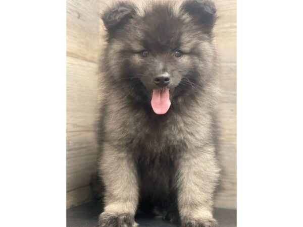 [#20190] Black / Silver Male Keeshond Puppies for Sale