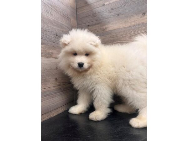 [#20198] White Female Samoyed Puppies for Sale