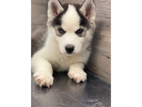 [#20199] Black / White Female Siberian Husky Puppies for Sale