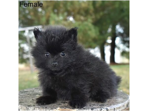 [#20209] Black Female Pomeranian Puppies for Sale