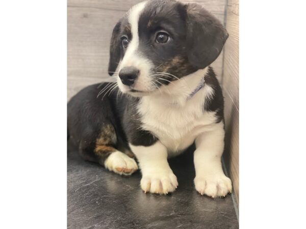 [#20213] Black / White Female Cardigan Welsh Corgi Puppies for Sale