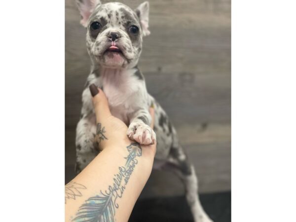 [#20203] Blue Merle Female French Bulldog Puppies for Sale