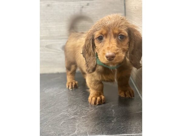 [#20214] Chocolate Sabled Red Female Dachshund Puppies for Sale