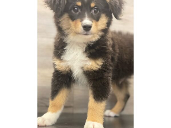 [#20206] Black Male Miniature American Shepherd Puppies for Sale