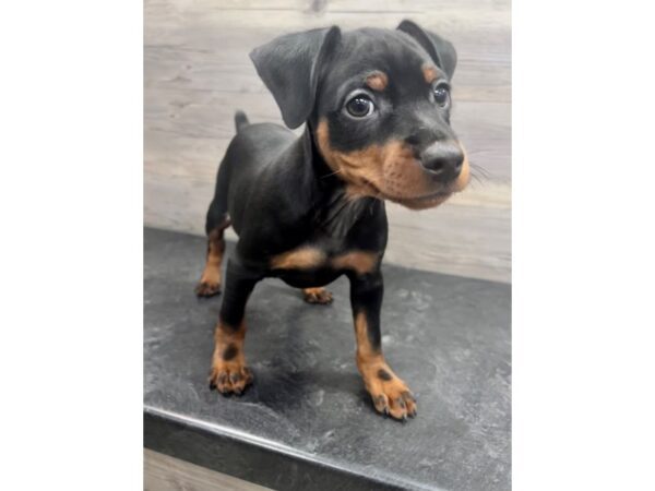 [#20219] Black / Tan Female Miniature Pinscher Puppies for Sale