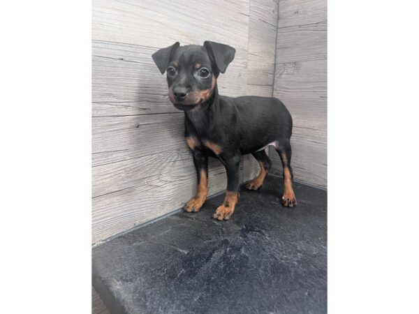 [#20220] Black / Tan Male Miniature Pinscher Puppies for Sale