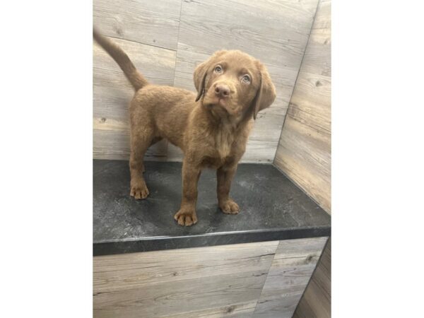 [#20215] Chocolate Male Labrador Retriever Puppies for Sale