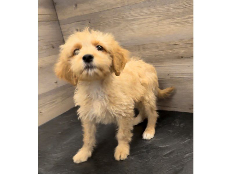 Goldendoodle Mini - 20153 Image #1