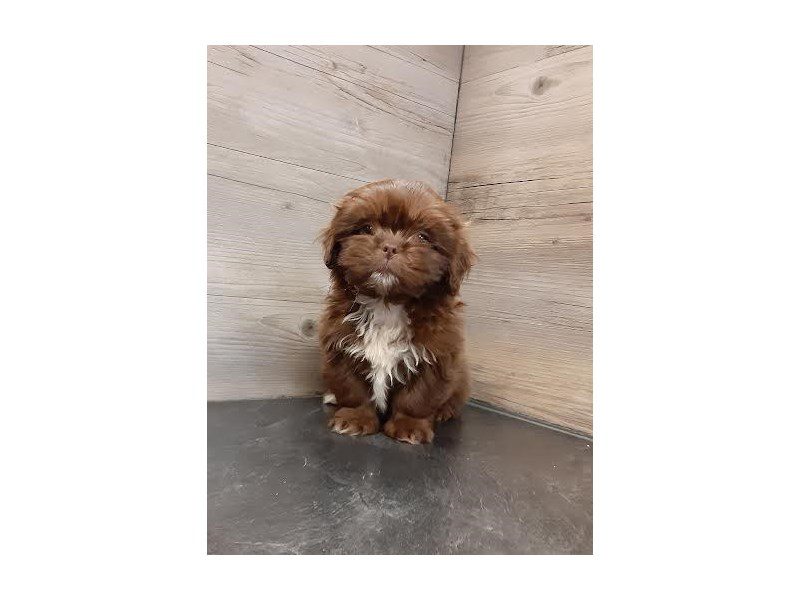 Shih Tzu - 20156 Image #1