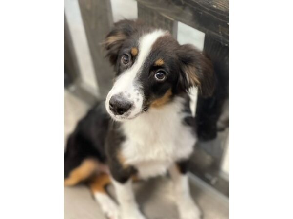 [#20122] Black Male Australian Shepherd Puppies for Sale
