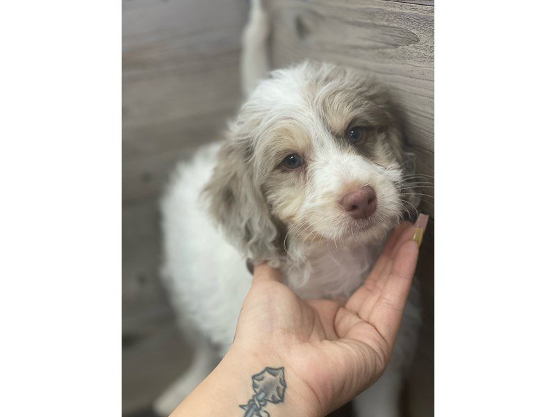 Bernedoodle Mini - 20208 Image #1