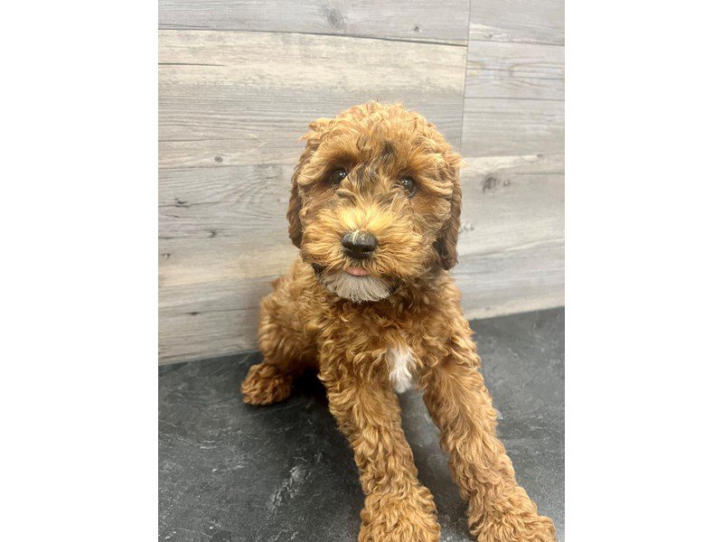 Whoodle Petland Janesville, Wisconsin