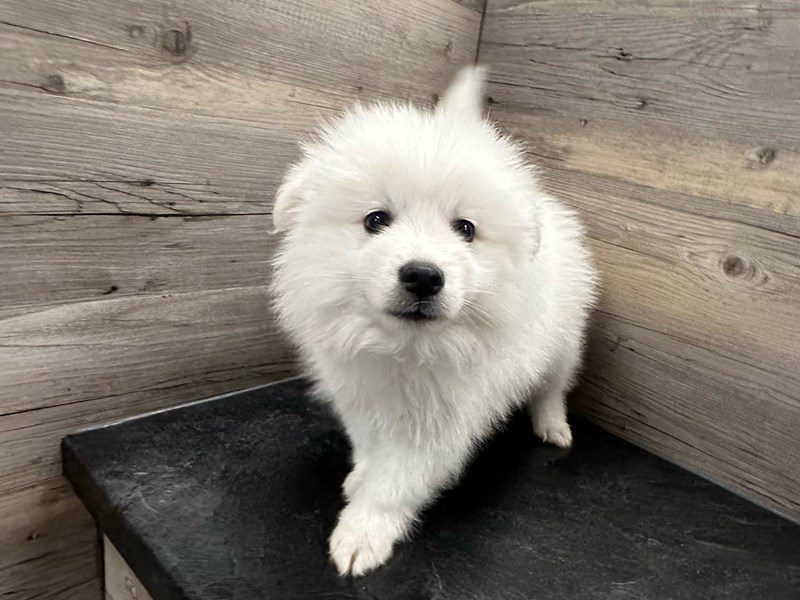 Dogs & Puppies for Sale Petland Janesville, Wisconsin