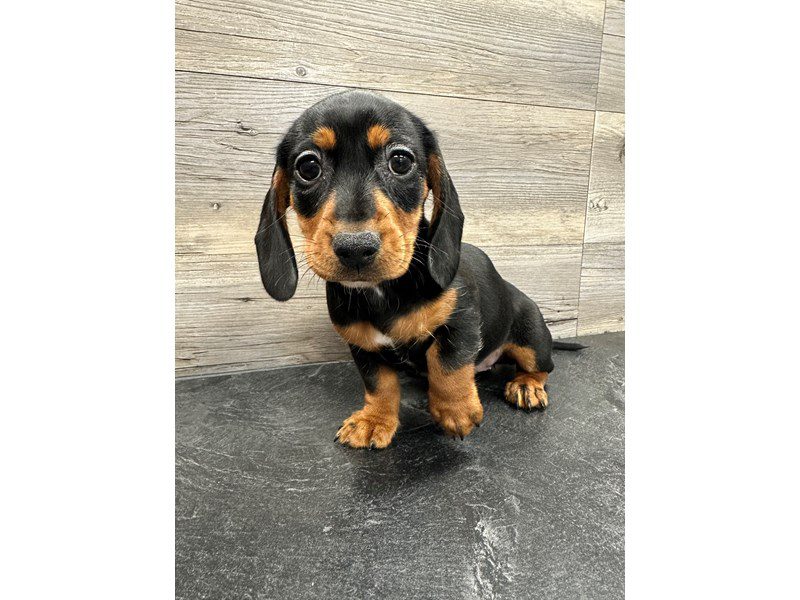 Dachshund Puppies For Sale Petland Janesville, Wisconsin