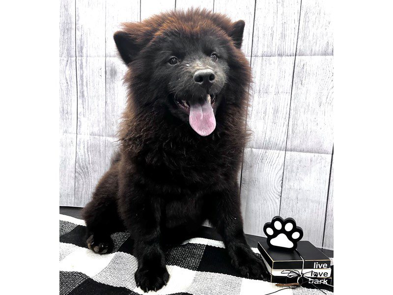 Available Pets Page 2 of 4 Petland Janesville, Wisconsin