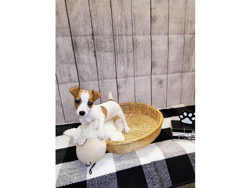 Available Pets Page 2 of 4 Petland Janesville, Wisconsin