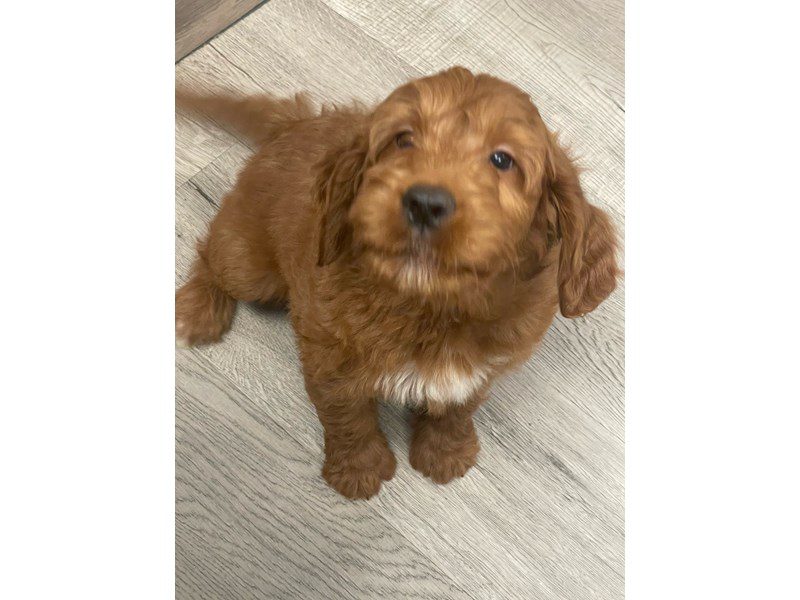 Available Pets Page 2 of 4 Petland Janesville, Wisconsin