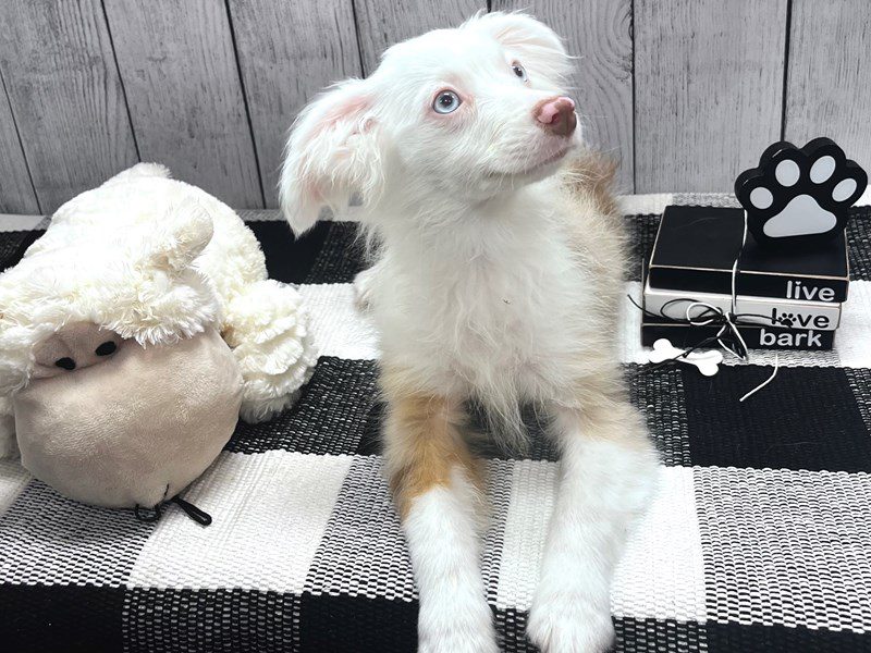 Available Pets Page 2 of 4 Petland Janesville, Wisconsin