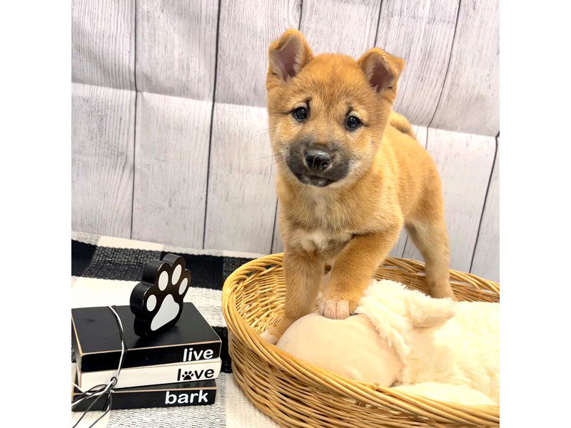 Dogs & Puppies for Sale Page 3 of 4 Petland Janesville, Wisconsin