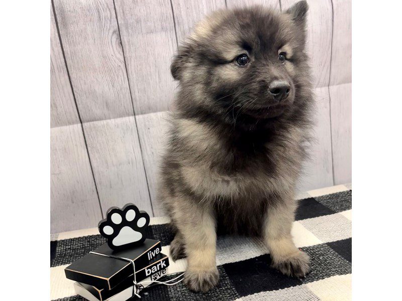 Available Pets Page 2 of 4 Petland Janesville, Wisconsin