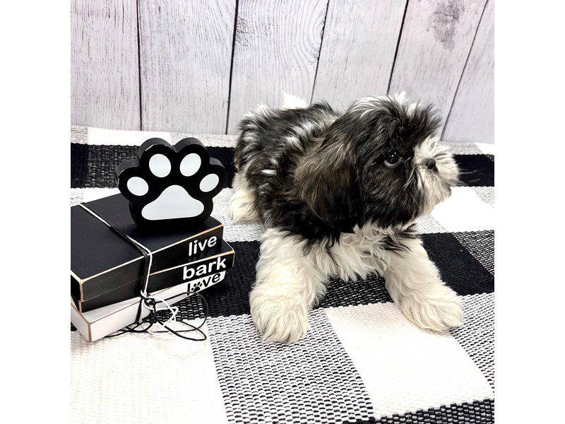 Dogs & Puppies for Sale Page 3 of 4 Petland Janesville, Wisconsin