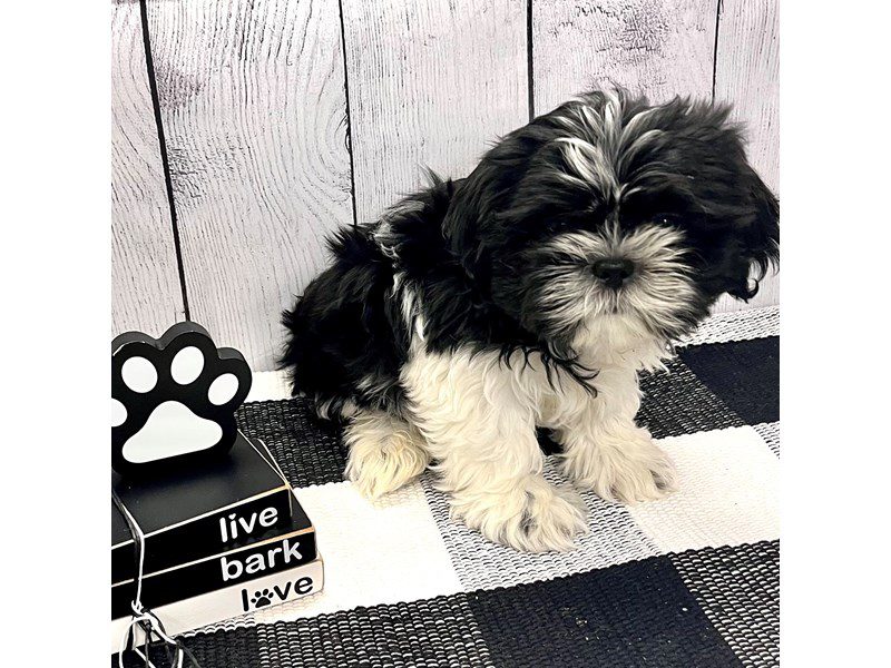 Dogs & Puppies for Sale Page 3 of 4 Petland Janesville, Wisconsin