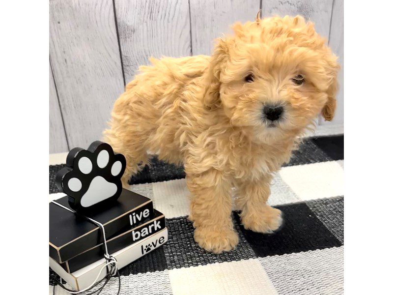 Dogs & Puppies for Sale Page 3 of 4 Petland Janesville, Wisconsin