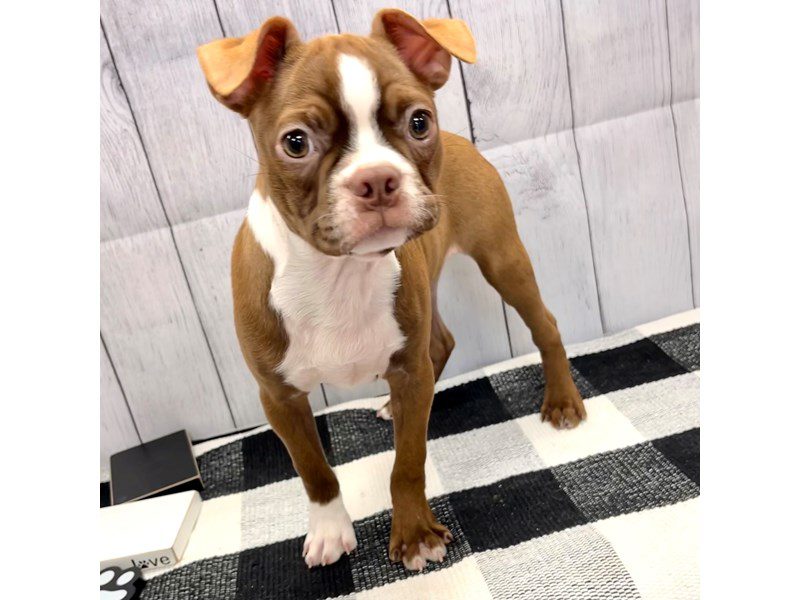 Available Pets Petland Janesville, Wisconsin