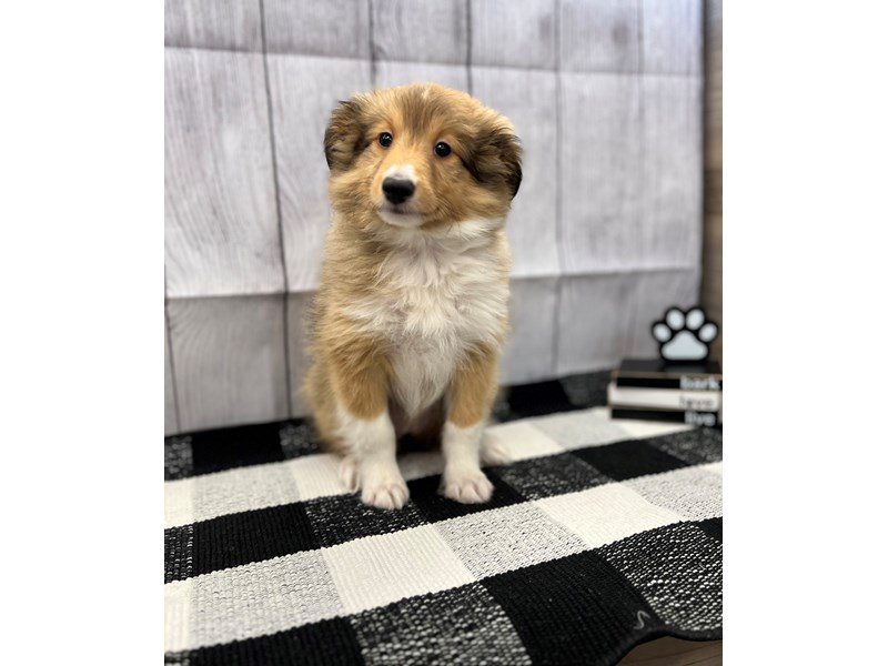 Dogs & Puppies for Sale Page 3 of 4 Petland Janesville, Wisconsin