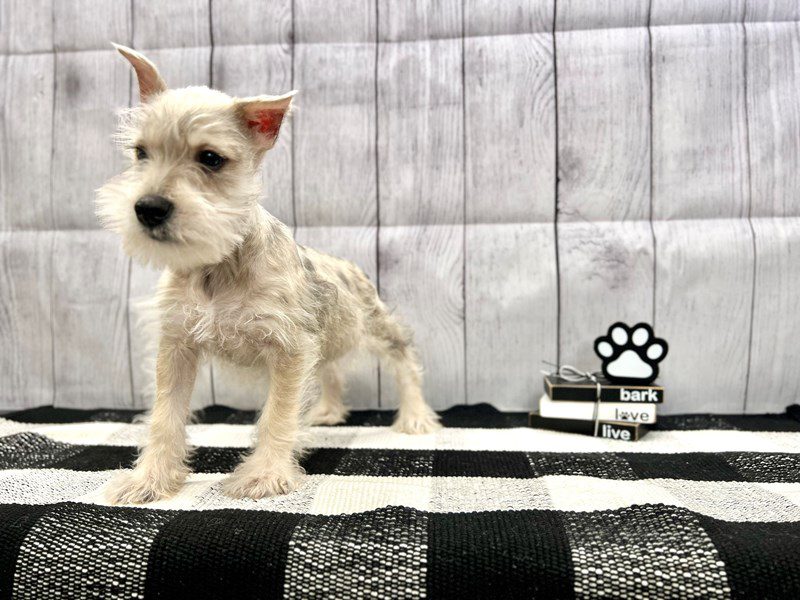 Available Pets Page 2 of 4 Petland Janesville, Wisconsin