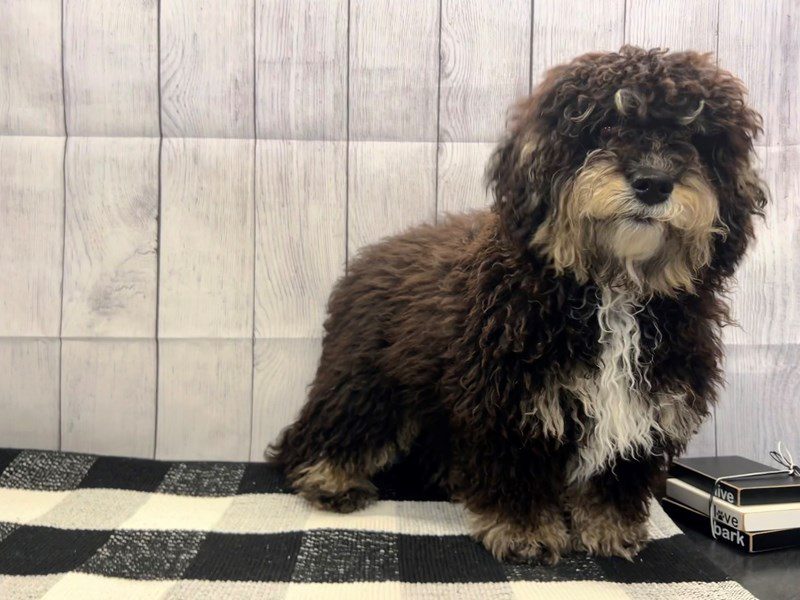 Available Pets Petland Janesville, Wisconsin